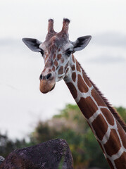 portrait of a giraffe