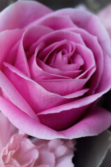 Pink Rose Close Up 