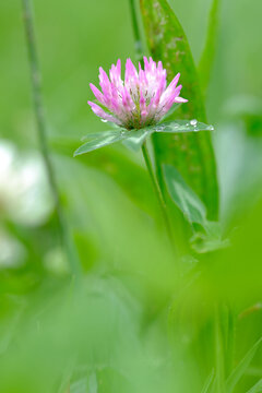 Vertical selective focus shot of red clover with dew