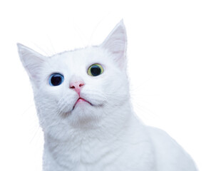 Portrait of a pure white cat with different eyes on an isolated white background. Different eye color or heterochromia in a white cat.