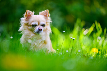 Little cute chihuahua sitting in fresh green grass. It's summer, the sun is shining and the colors are vibrant.