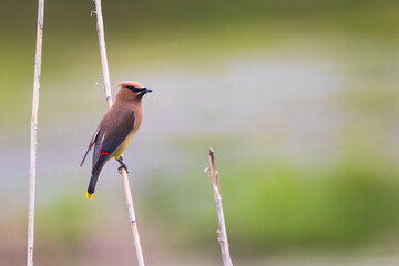 bohemian waxwing bird has insect hunting posed on a reed stem.