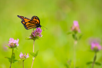 Monarch butterfly foraging on a purple clover flower, in a field in Quebec, Canada.