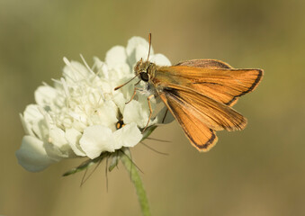 Small Skipper