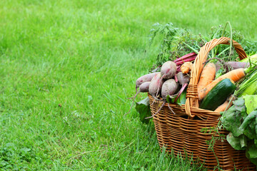 A basket full of fresh vegetables. Organic vegetables grown in the home garden