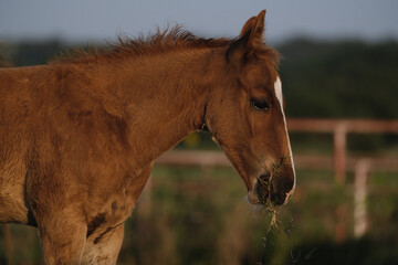 Filly foal horse closeup with blurred background and shallow depth of field for summer ranch...