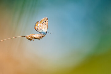 Close-up of a tiny cute  common blue butterfly (Polyommatus icarus)  perching on a grass. Beautiful blurred background, nice colorful bokeh. Summer, nice soft light.