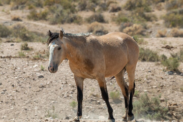 Naklejka na ściany i meble Majestic Wild Horse Stallion in the Utah Desert