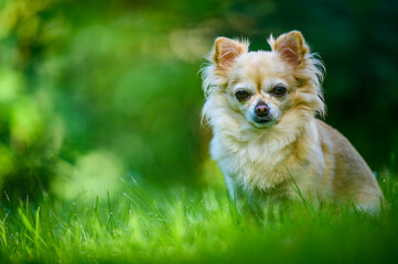 Little cute chihuahua sitting in fresh green grass. It's summer, the sun is shining and the colors are vibrant.