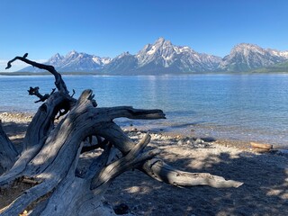 Fototapeta premium grand tetons