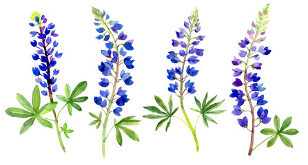 Watercolor bluebonnets. Hand drawn flowers. Isolated on white background - obrazy, fototapety, plakaty