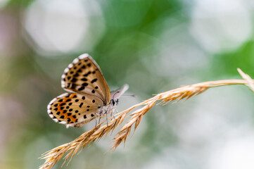 Close-up of a tiny cute butterfly (Scolitantides orion, the chequered blue gossamer-winged butterflies) perching on a grass. Beautiful blurred background, nice colorful bokeh. Summer, nice soft light.