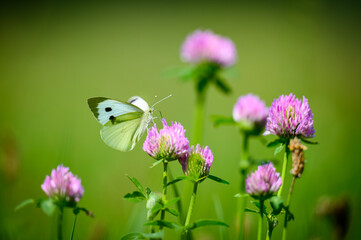 Close-up of a tiny cute butterfly (Pieris rapae) perching on a grass. Beautiful blurred background, nice colorful bokeh. Summer, nice soft light.