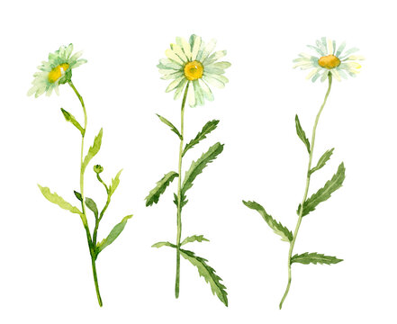 Set of wild chamomile. Hand drawn watercolor floral illustration. Isolated on white