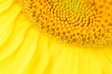 Yellow sunflower in the garden on a sunny day, close up. Summer and autumn background