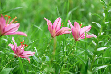 Pink lily flowers on green background greenery in the garden. Spring and summer background