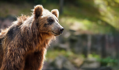 Kamchatka brown bear - Ursus arctos beringianus - closeup on head, sun shines to fur, blurred background