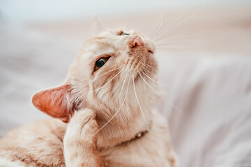 Beige or cream coloured older cat resting on bed, scratching his ear - Powered by Adobe