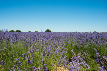 Obraz premium A lavender field when blooming, seen from inside. Thousend of insects around. Brihuega, Spain, Europe