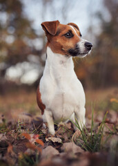 Small Jack Russell terrier dog sitting on brown leaves, nice blurred bokeh autumn background