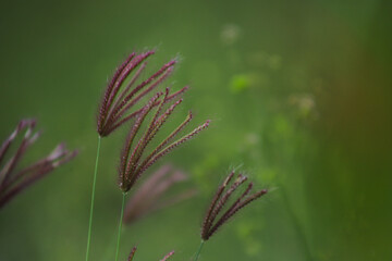 HERBAL SPIKE IN GRASSLAND WITH THE BACKGROUND OUT OF FOCUS AND GREEN COLOR WITH SPACE FOR TEXT