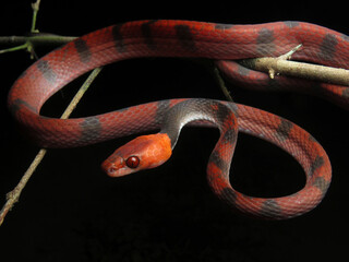 Siphlophis compressus - falsa-coral