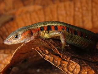 Cercosaura ocellata - lagarto-ocelado
