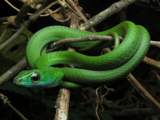 Chironius scurrulus - cobra cipó