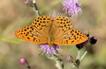 Silver-washed Fritillary 