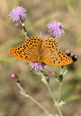 Silver-washed Fritillary 