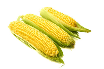 Young appetizing corn on the cob and peeled on a white background.