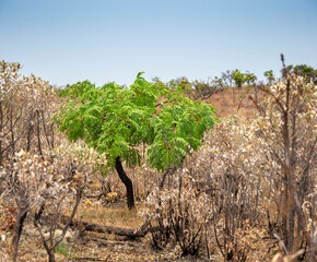 2020 - Verde no Cerrado