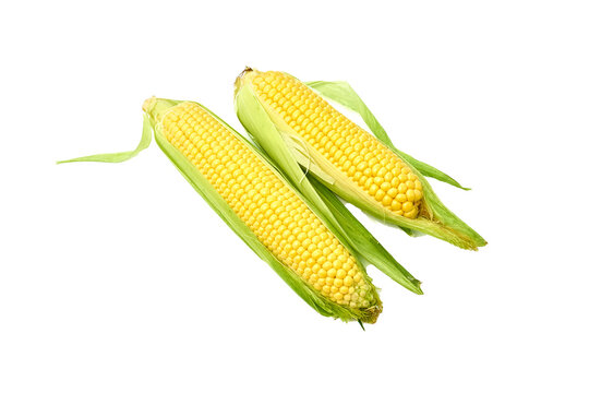 Young appetizing corn on the cob and peeled on a white background.