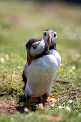 Atlantic Puffins on Skomer Island