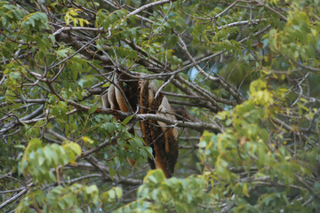 BEE HIVE HANGING FROM MAHOGANY TREE IN THE MIDDLE OF A TROPICAL FOREST WITH ORGANIC HONEY