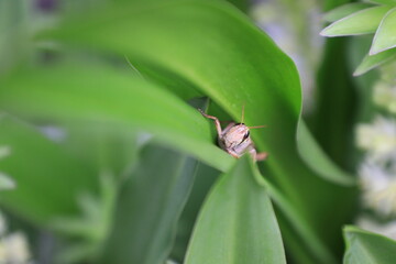 大きな緑の葉っぱに隠れるトノサマバッタ