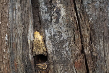 Close up of aged textured wood