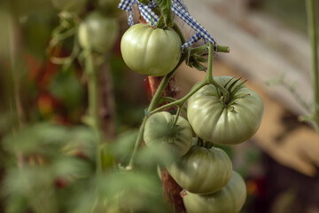 Branch with fresh green  tomatoes growing in an organic greenhouse garden