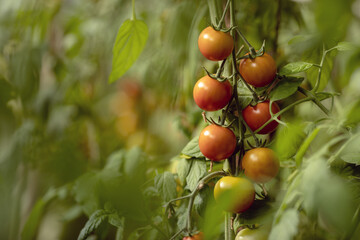 Branch with fresh green  tomatoes growing in an organic greenhouse garden