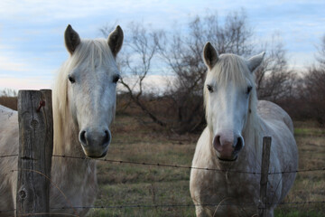 Obraz na płótnie Canvas Couple of white horses gazing at me on a pastel color landscape