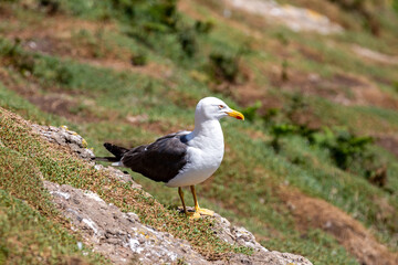A Lesser Black-Backed Gull on Skomer Island, with a Shallow Depth of Field