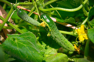 Green cucumbers ripening on the bush.