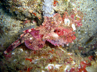 Tasseled Scorpionfish (Scorpaenopsis Oxycephala) in the filipino sea 20.10.2013