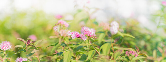 Beautiful panoramic scenery with pink flowers, leaves and bokeh background