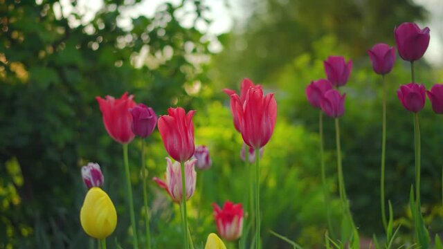 Vibrant coloured tulips flowers growing in garden, heads moving in slow wind, blurred evening trees background