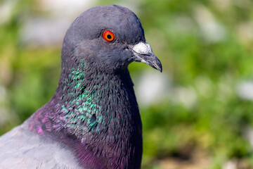 Pigeon at the lake of Schloss Nymphenburg