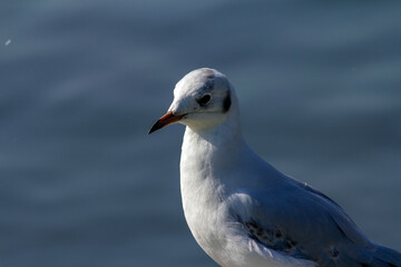 Seagull at the lake of Schloss Nymphenburg