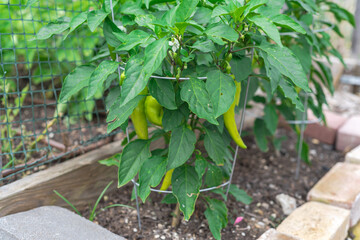 Sweet banana peppers fruits on vine with steel cage and plastic garden fence neeting