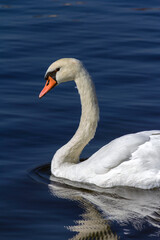 White swan in the lake