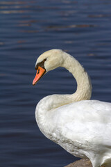 White swan in the lake